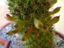 Mammillaria backebergiana