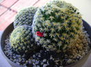 Mammillaria shiedeana