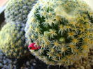 Mammillaria shiedeana, fructe