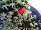 Mammillaria shiedeana