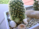 Mammillaria schiedeana ssp. giselae