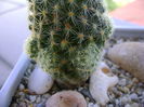 Mammillaria schiedeana ssp. giselae