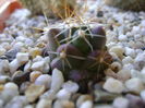 Thelocactus hexaedrophorus