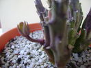 Stapelia hb. berlinensis, boboc