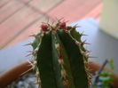Euphorbia echinus, flori