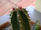 Euphorbia echinus, flori