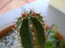 Euphorbia echinus, flori