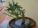 Euphorbia stenoclada