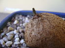 Dioscorea elephantipes, inceput de vegetatie