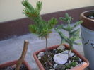 Abies Pinsapo & Pinus Shizukagoten