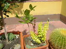 Magnolia stellata & Berberis auriu