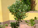 Feijoa & Dafin