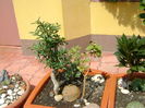 Rodiu & Corn & Euonymus fortunei
