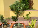 Feijoa & Dafin