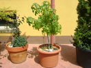 Liquidambar styraciflua