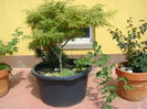 Artar japonez (Acer palmatum atropurpureum)