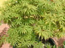 Artar japonez (Acer palmatum atropurpureum), detalii