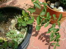 Artar japonez & Lonicera sempervirens ''Dropmore Scarlet''