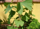 Ginkgo biloba, detalii