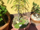 Pseudolarix & Gladita