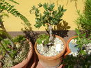 Maslin (Olea europaea) & Iedera (Hedera helix)