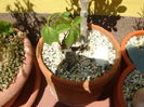Maslin (Olea europaea) & Iedera