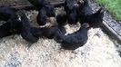 Australorp