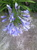 agapanthus