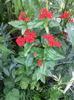 Lychnis calcedonica