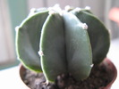 Astrophytum myriostigma hybrid
