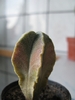 Astrophytum myriostigma f nudum variegat