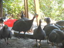 BIBILICI (2)