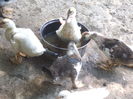 DSCF9441