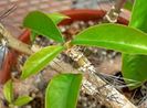 220px-Pereskia_tampicana_1