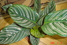 calathea
