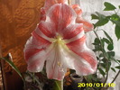 Flori 03.01.2010 021