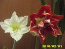 Picture 018