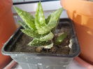 aloe hawortii