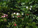 DSCN4875