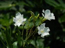 DSCN4877