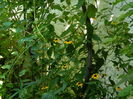 DSCN4890