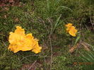 galbiori frumosi