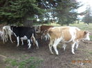 viteii mici la supt-2