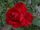 Red Intuition