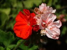 DSC09776