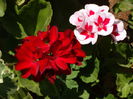 DSC09759