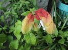 10 aug . Beloperone guttata , planta crevete