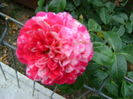 DSC03019 abracadabra-floribunda