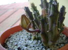 Stapelia hb. berlinensis, boboc