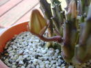 Stapelia hb. berlinensis, boboc